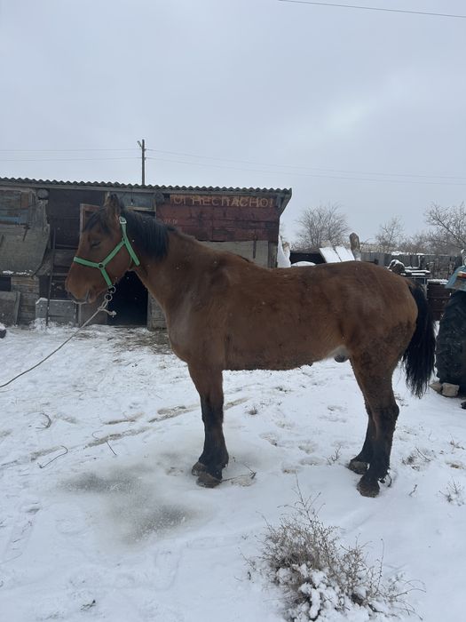 Лошадь ат,мерин.