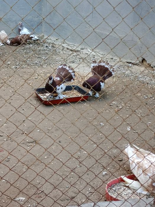 Продаются статные голуби