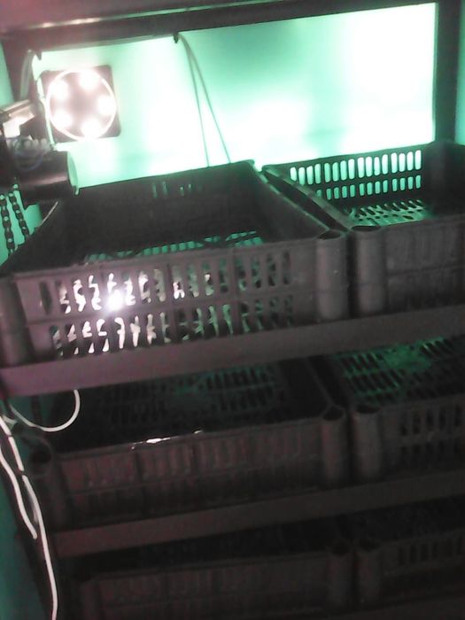 Инкубатор в хорошем состоянии.