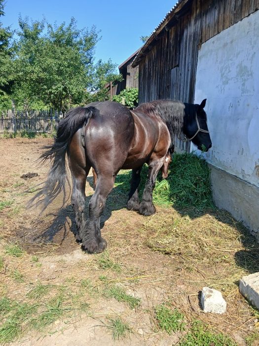 Vând iapa ardeneză