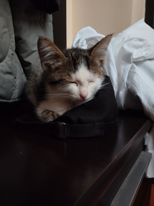 Котёнок в добрые руки