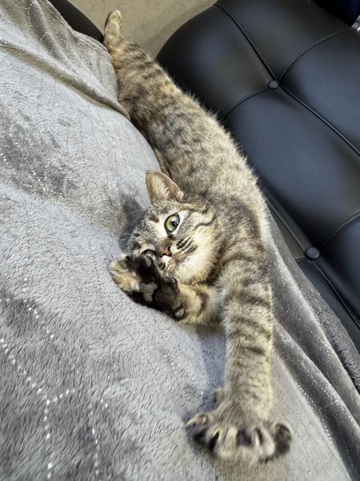 Отдам кошечку в хорошие руки