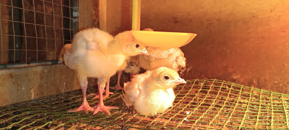 Индюшата оптом и в розницу