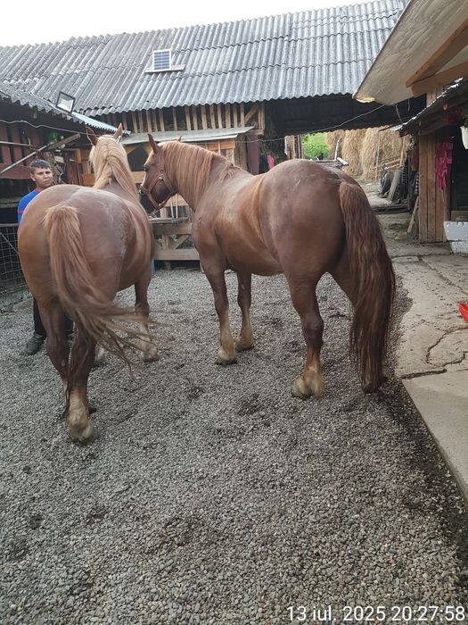 Vând pereche de caii