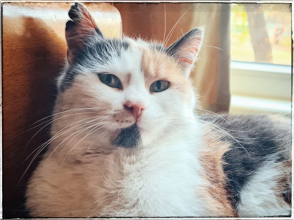 Котка Тами търси дом