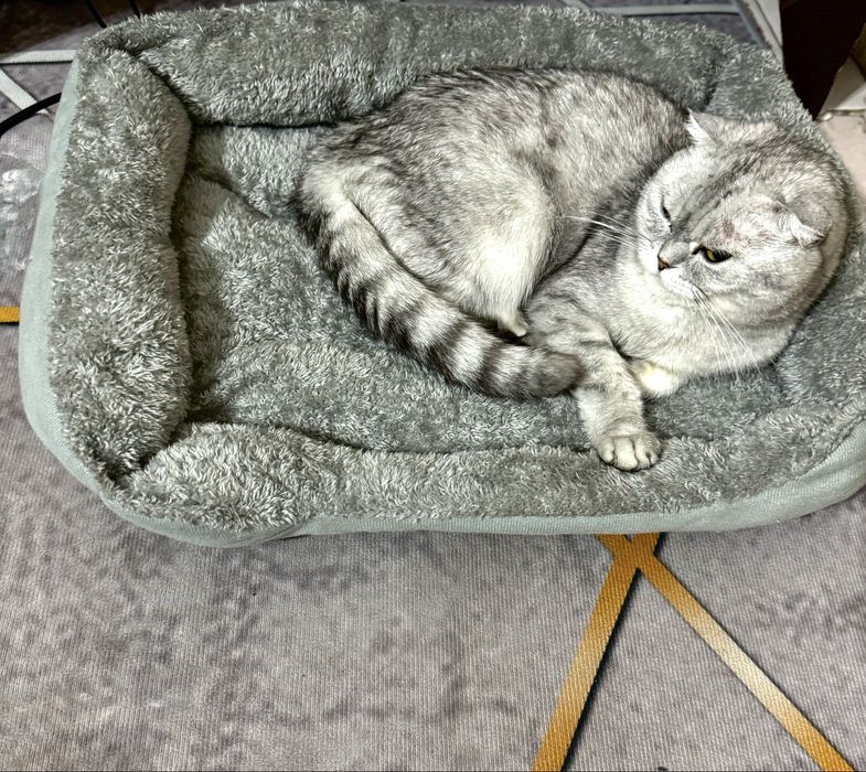 Шотландское Вислоухая