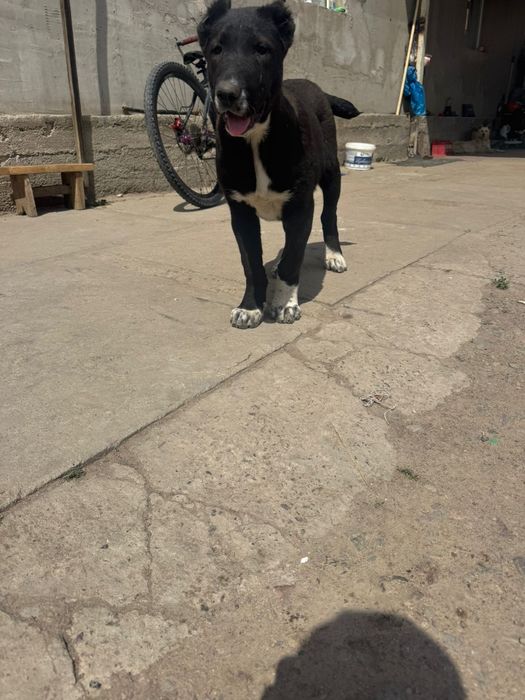 Алабай ұрғашы 4 айлық линия бәрі бар