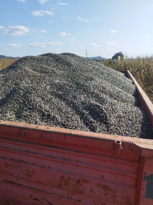 Porumb boabe  și floarea soarelui