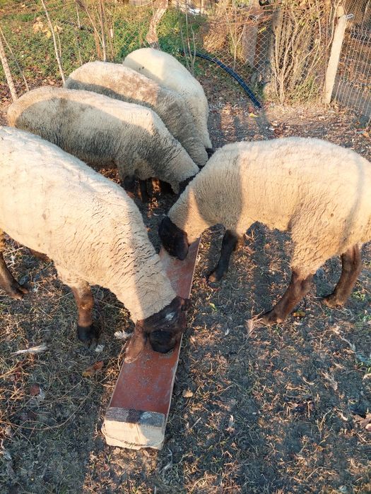 Vând 2 berbecii de 10luni rasa suffolk