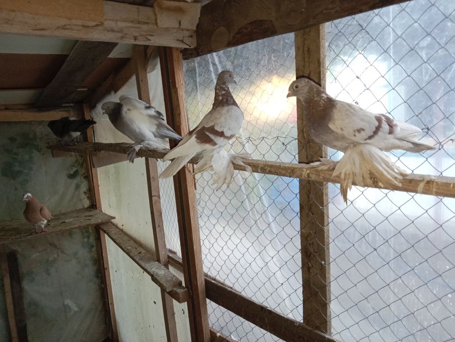 Продам голубей лет есть