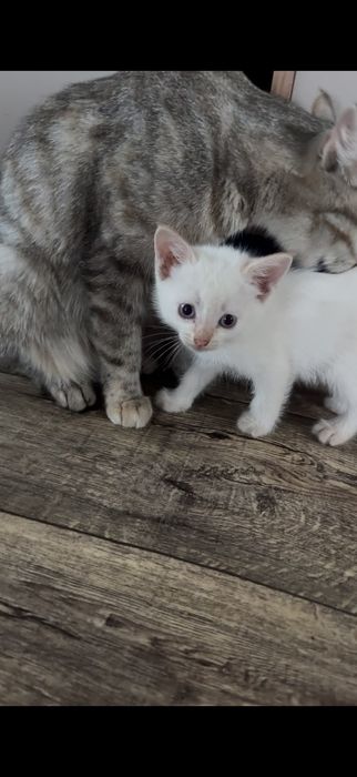 Отдам котят в добрые руки