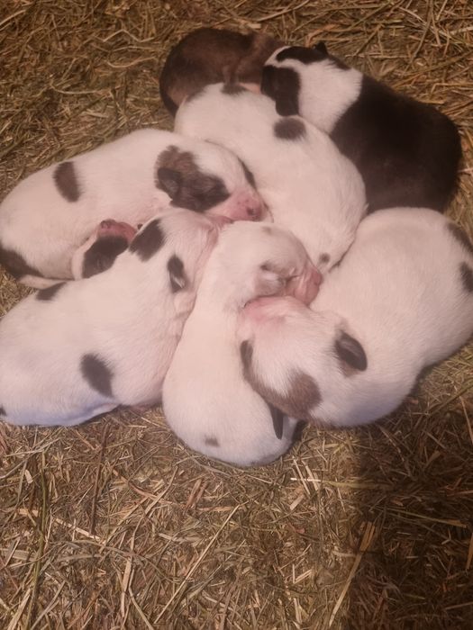 Алабай болалари сотилади