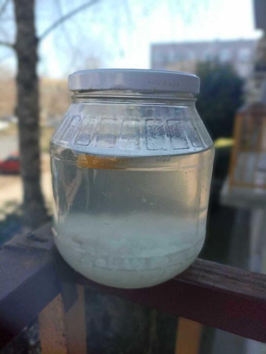 Chefir de apă foarte mari, ciupercă japoneze 100-120 g.