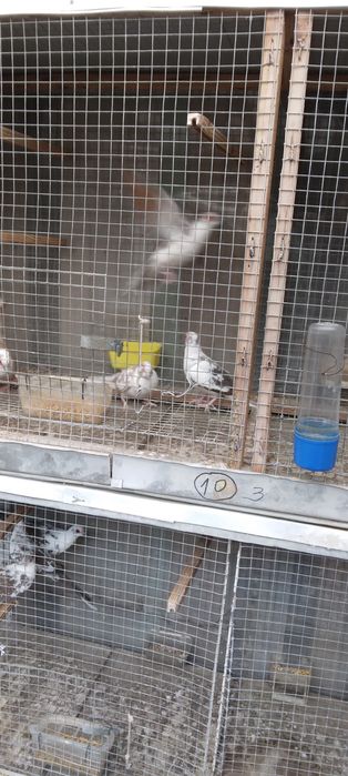 Диамантени гугутки