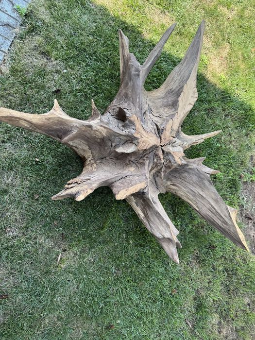 Radacina stejar pt măsuță cafea