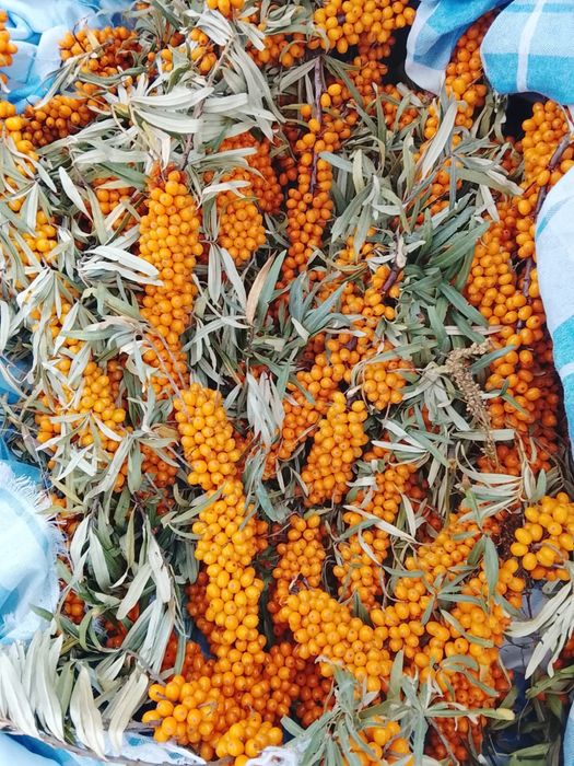 Продам облепиху , терн, виноград,