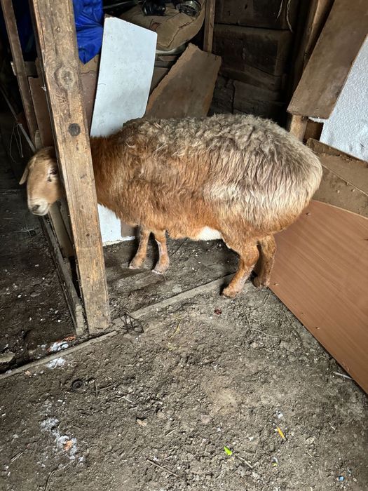 семиз койлар сатылады оптом бар