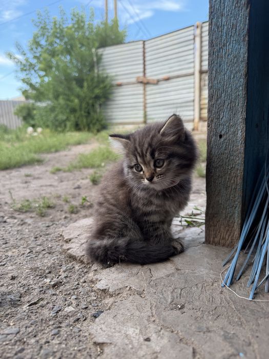 Кошечка отдам в добрые руки