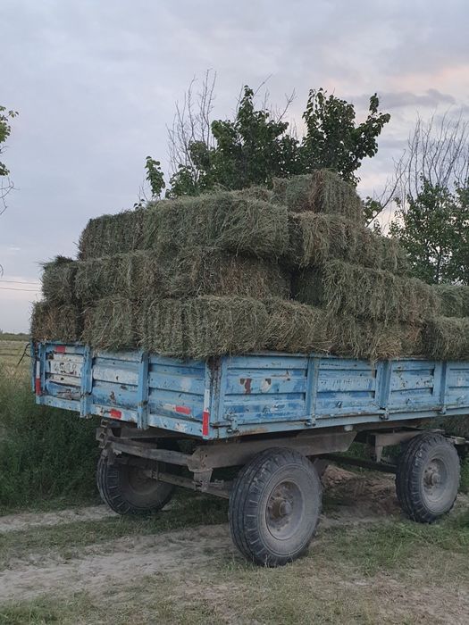 Bedapes  1-2-3- o‘roqlar  razmeri 1.metr  yashil beda