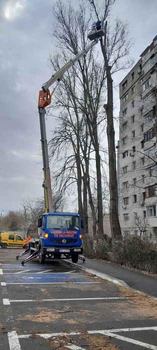 Tăiere/Toaletare Copaci Periculoși