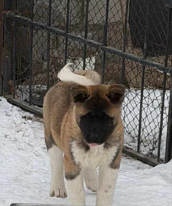 Шикарные мальчики американской акиты.