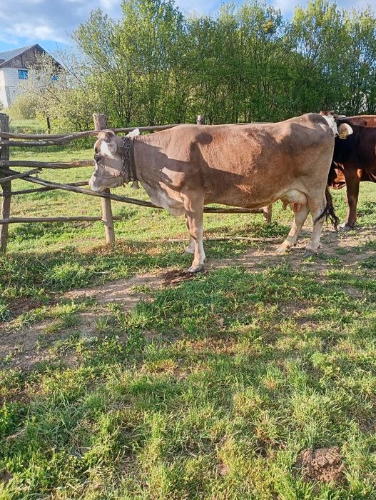 Vând vaca fătată recent