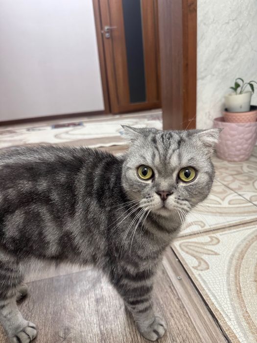 Вислоухий шотландец (Скоттиш-фолд)