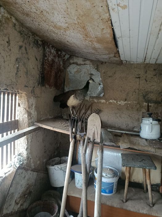 павлин сатыладыи