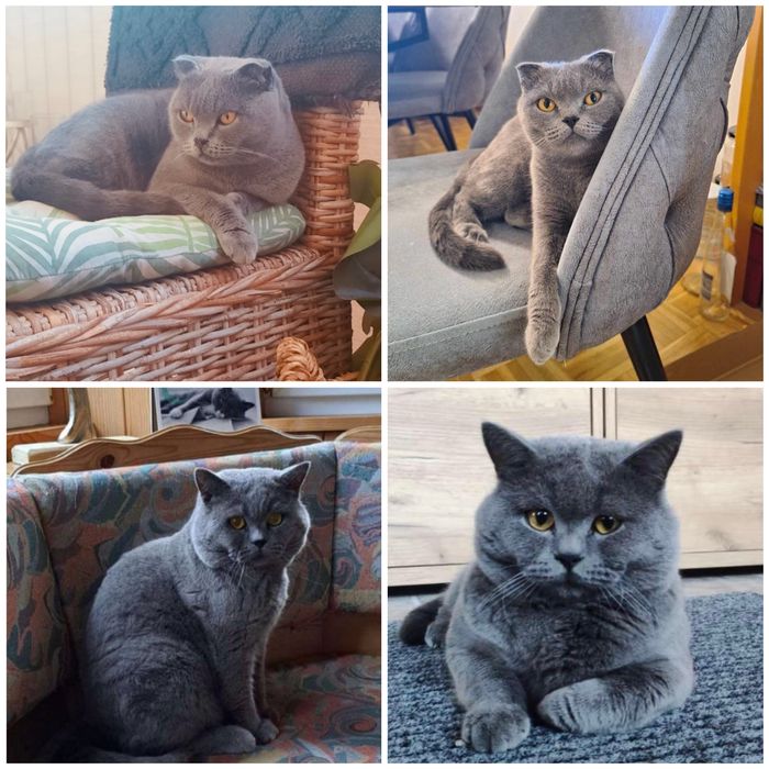 Британска късокосместа котка - мъжка