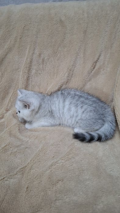 Котята шиншилла серебро