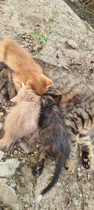 Кошки каму нужна
