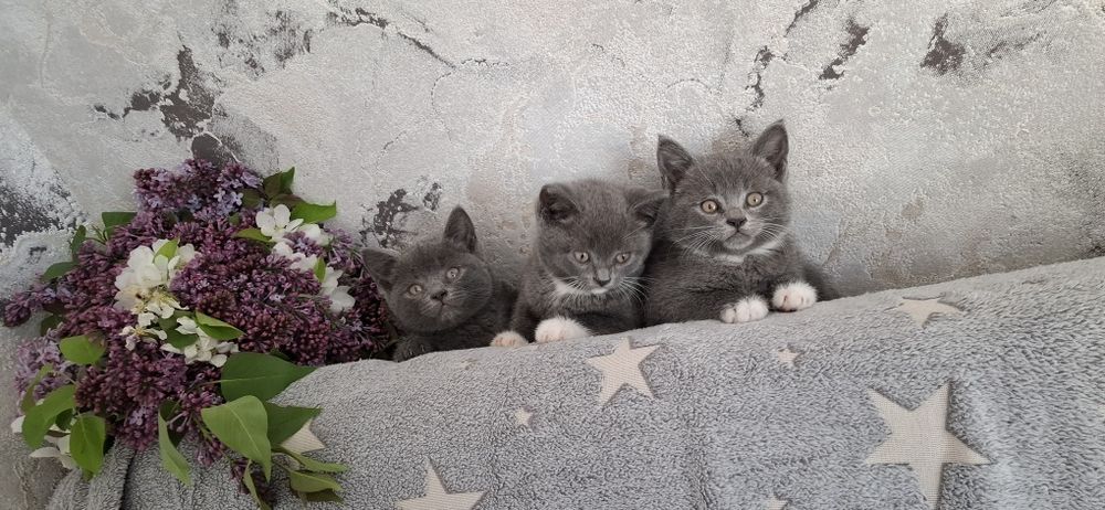 Британские котята