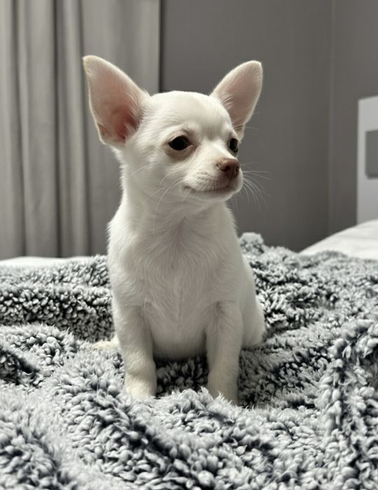 Прекрасно  Мъжко  Чихуахуа