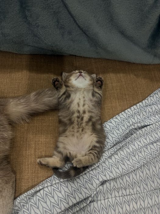 Скоттиш страйт мальчик
