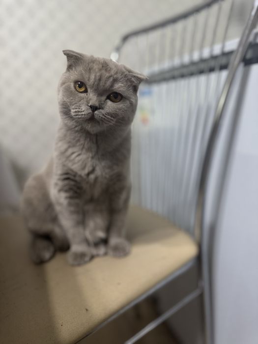 Срочно продам кошку