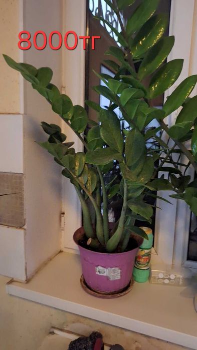 Цветы комнатные продаю домашние