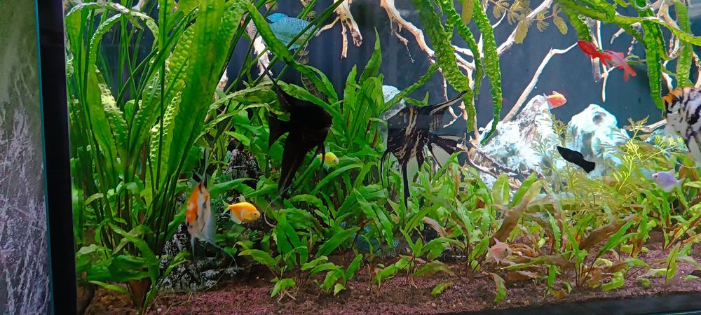 Продам скалярий.