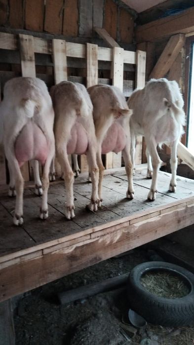 Căprițe zanen  tinere