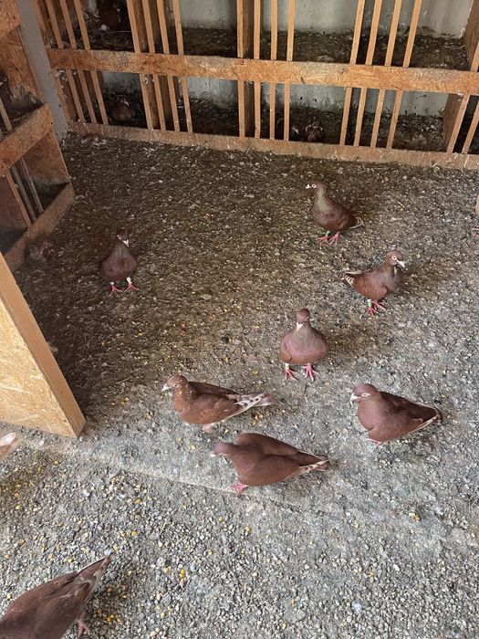 Porumbeii  isi cauta casa noua