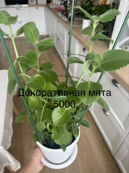 Комнатные цветы ухоженные