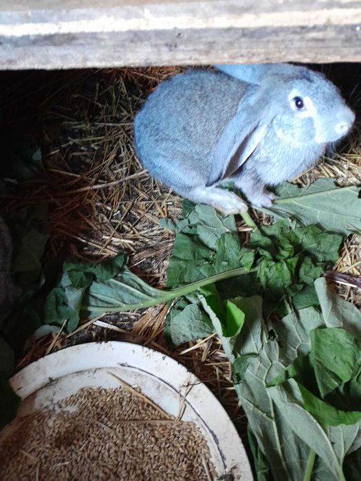 Продам  молодых кролих и кролов