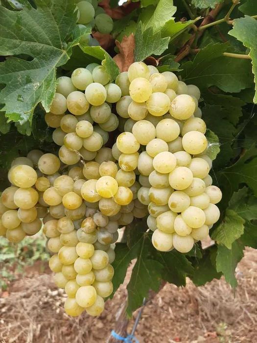 Struguri de vin adusi acasa soiuri albi-negri Feteasca Muscat Ottonel Riesling Aligote Merlot preț producător livrare rapidă în jud. Tulcea-Constanța
