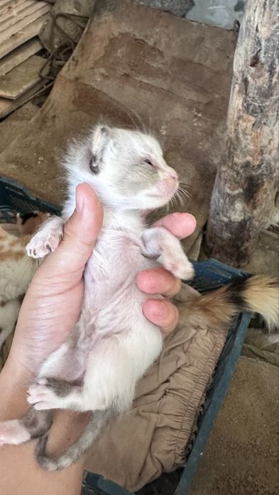 Продам красивого котенка