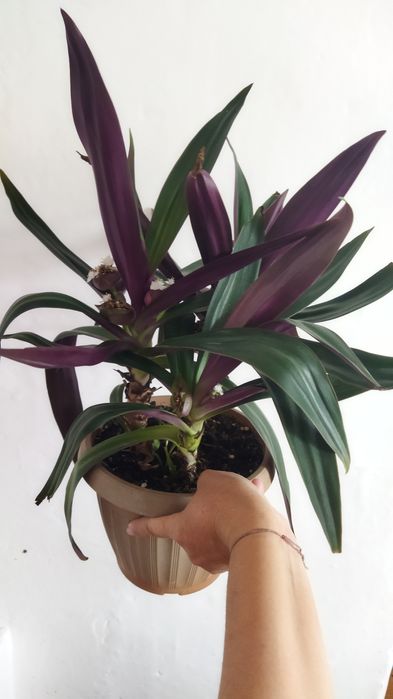 Продам цветок Рео