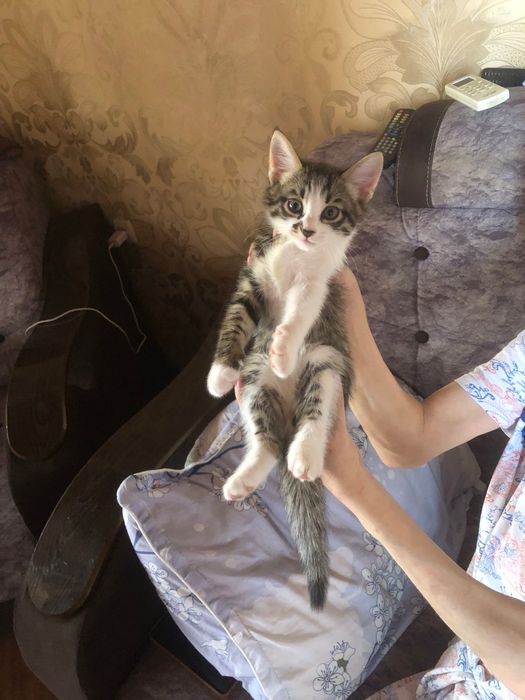 Отдам котенка в хорошие руки