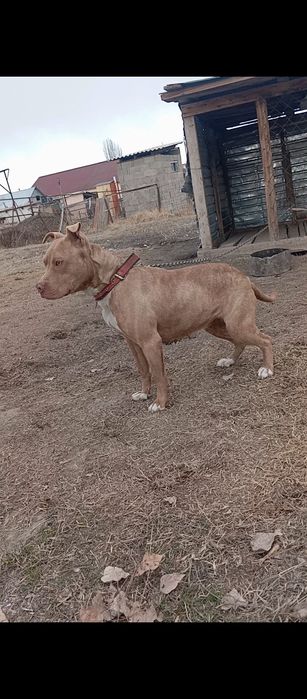 Пит, питбуль, Пит бультерьер