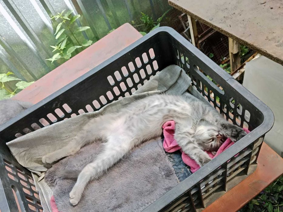 Отдам котята в хорошие руки