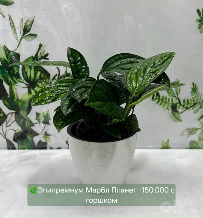 Эпипремнум Марбл, Эпипремнум Нжой и другие эпипремнумы