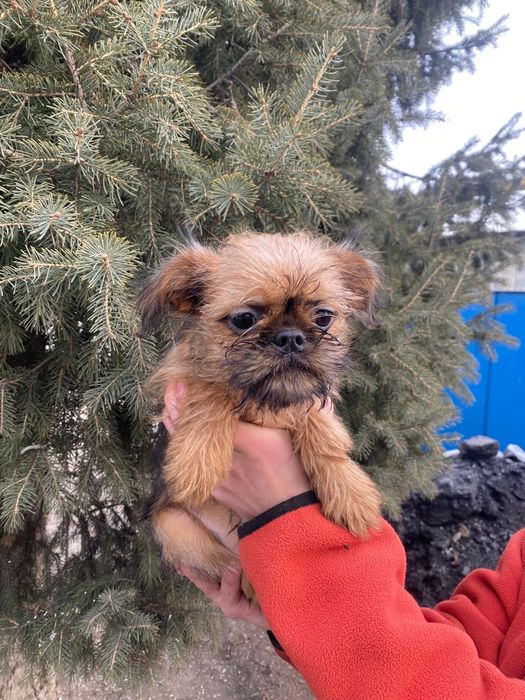 Срочно продам щенка Брюссельский грифон