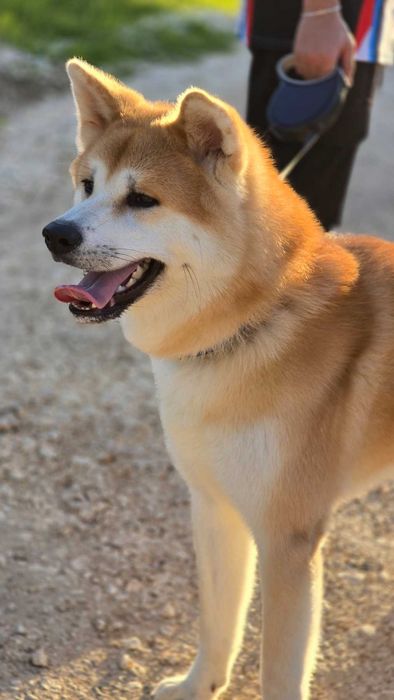 Акита Ину родословие и документи